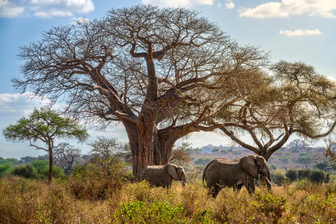 3-Day Tanzania SafarTarangire, Ngorongoro & Lake Manyara photo 1