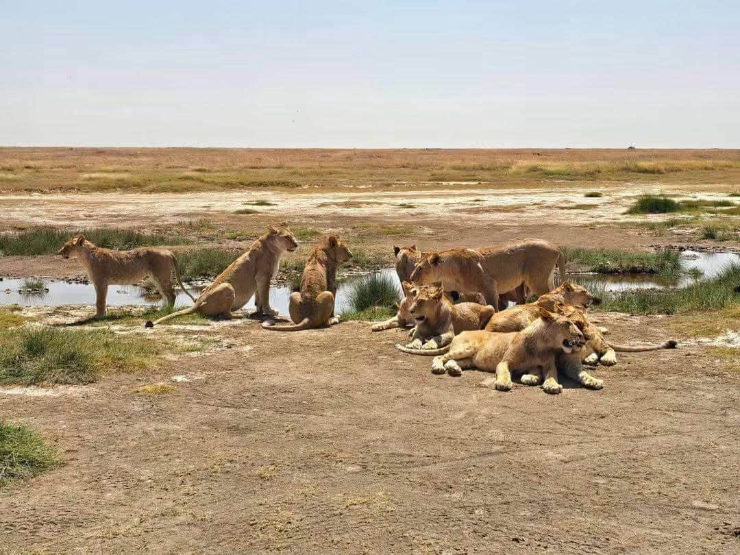 5-Day Day Tanzania Wildlife Safari Adventure photo 2