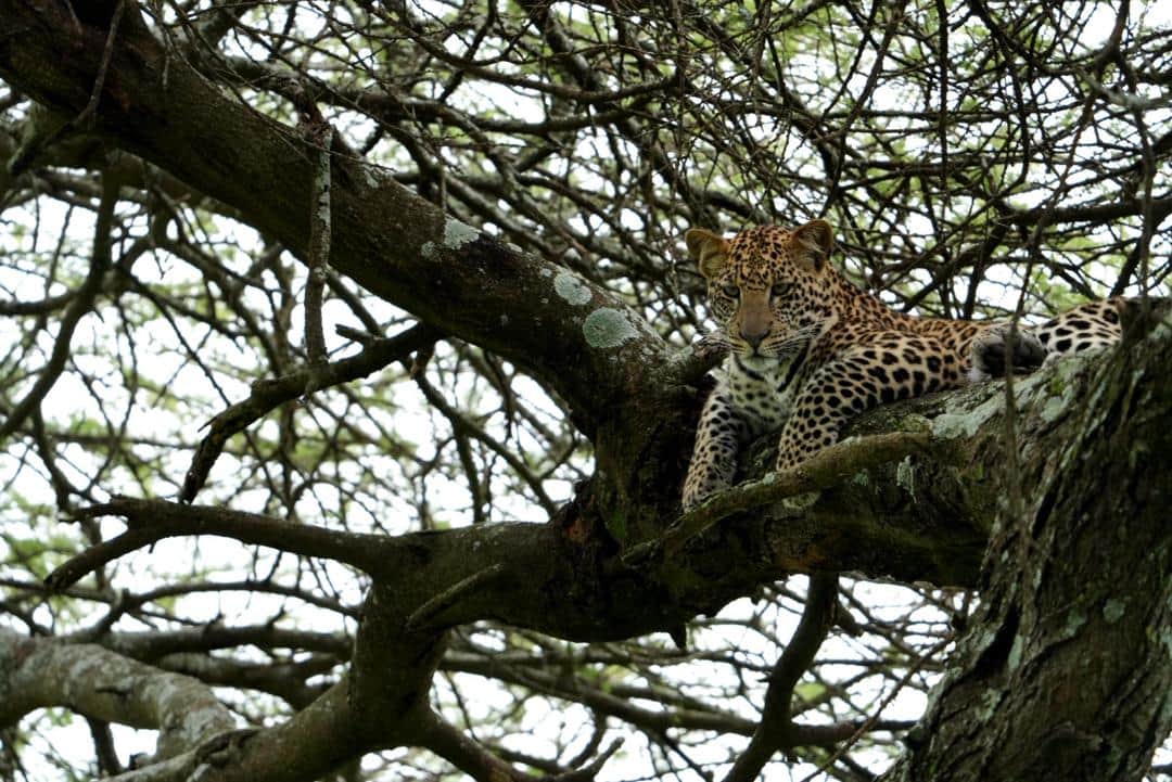 7-Day Northern Tanzania Honeymoon Mid Range Safari photo 8