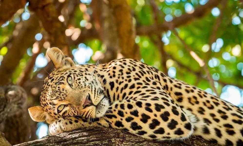 Sentio Safari photo 4
