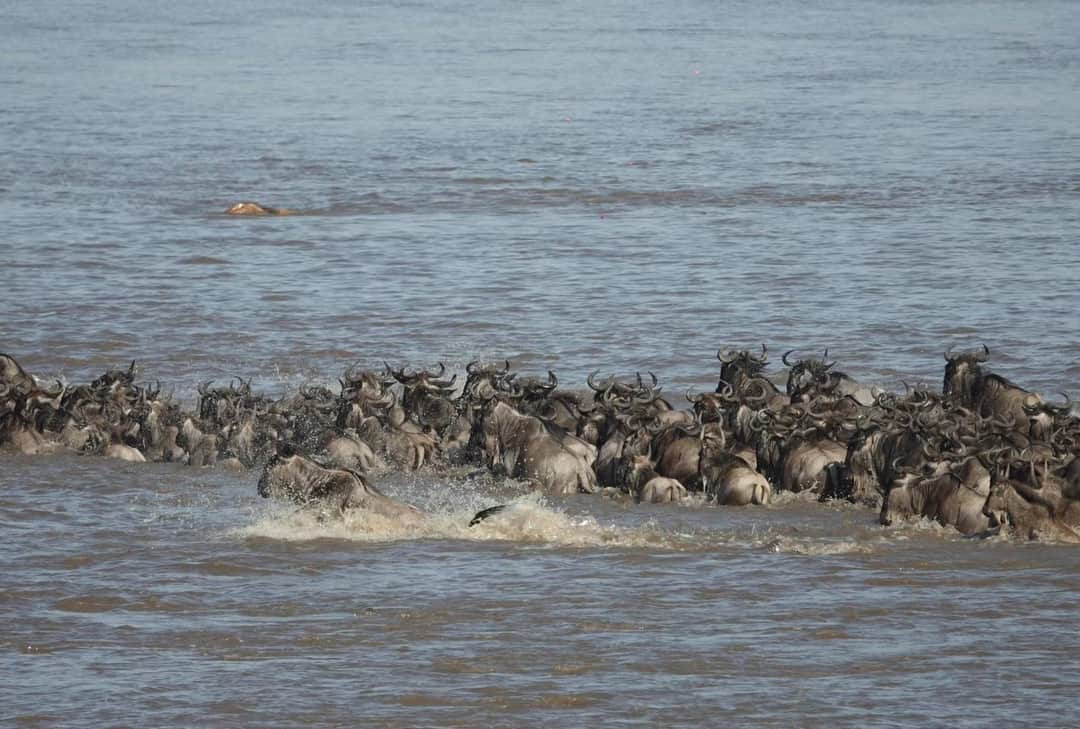 Lappet Faced Safaris photo 9