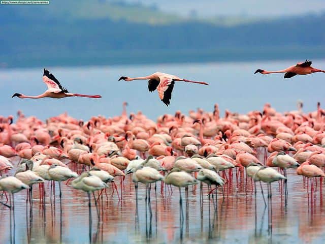 Lake Naivasha to Lake Nakuru National Park, Afternoon Game Drive