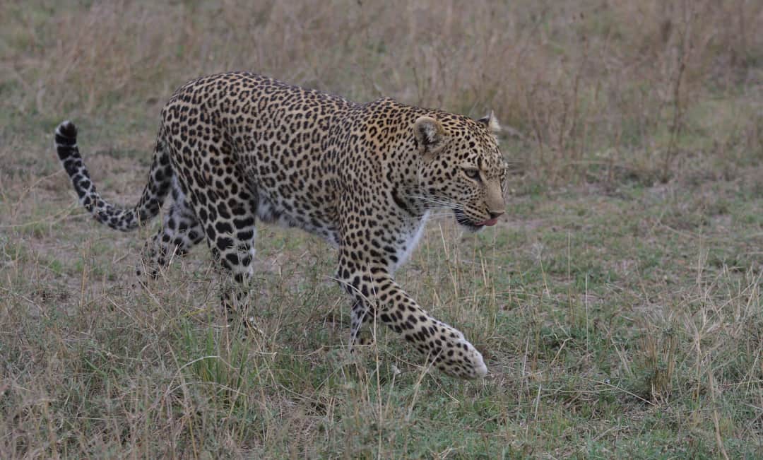 Safari ya Siku 3 kwa Ndege: Serengeti & Ngorongoro Crater photo 3