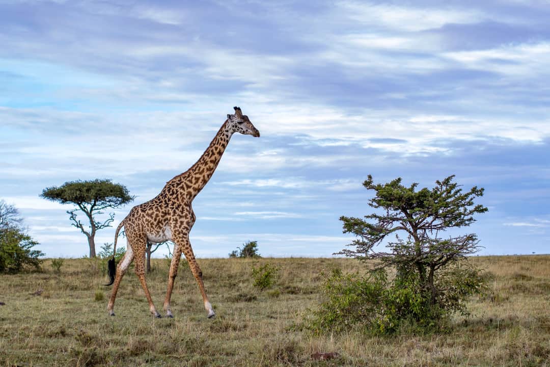 5-tägige Olpejeta, Nakuru, Mara Budget-Tour photo 6