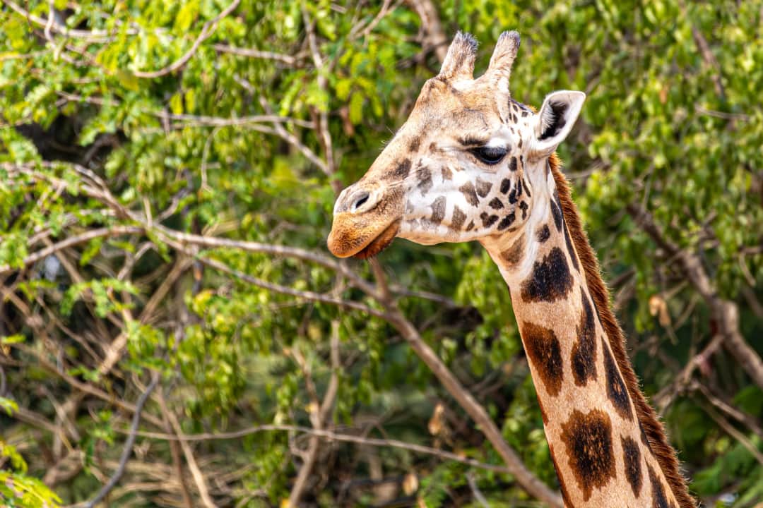 12-Day Kenyan Safari With Beach Escape photo 4