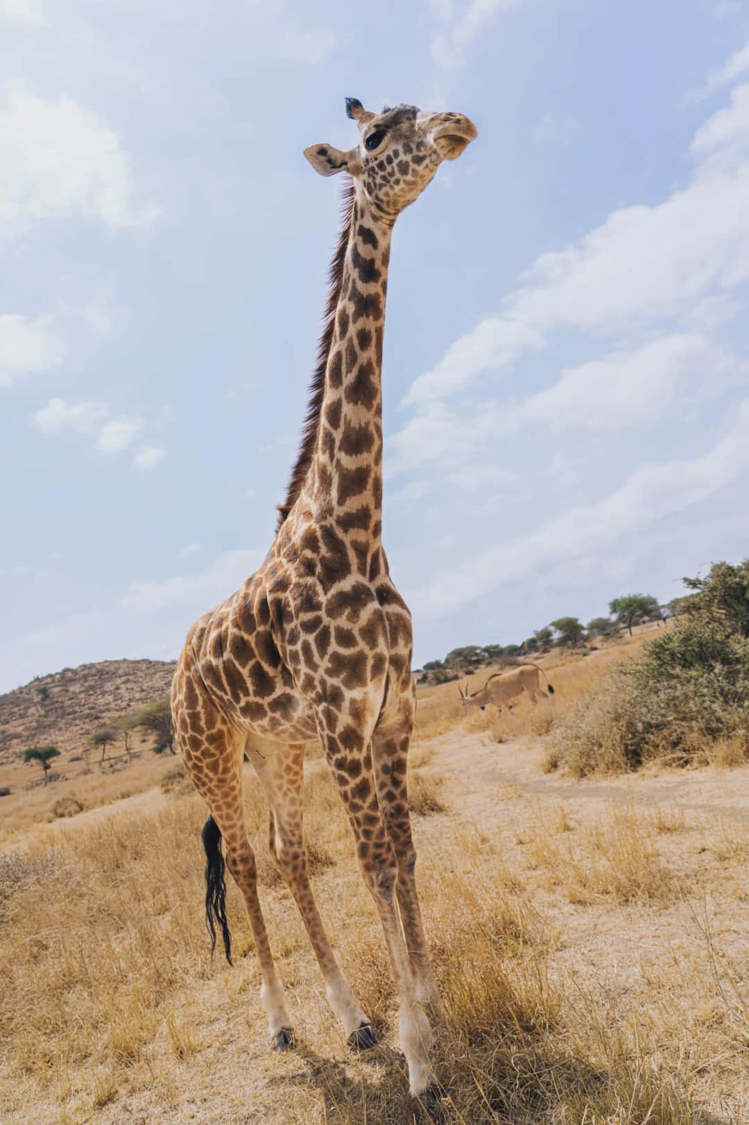 Sentio Safari photo 20