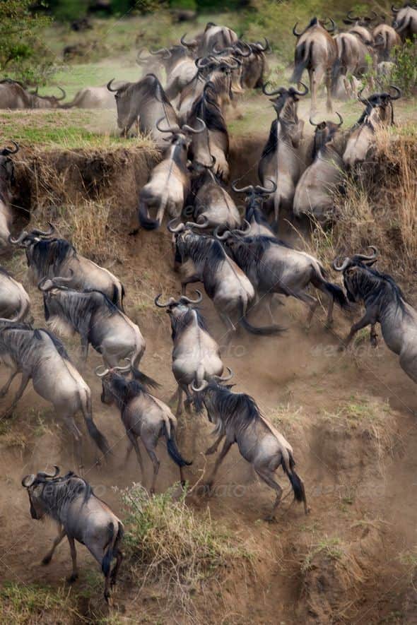 5-Day Wildebeest Calving Adventure in Ndutu photo 4