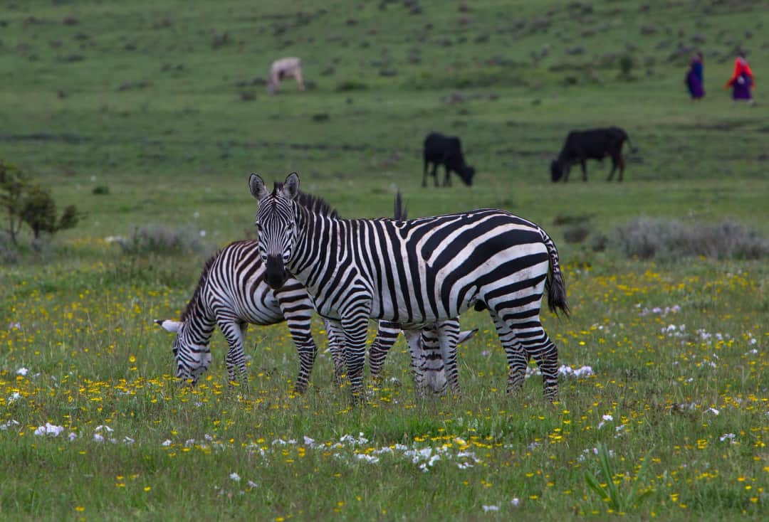 Ngorongoro crater