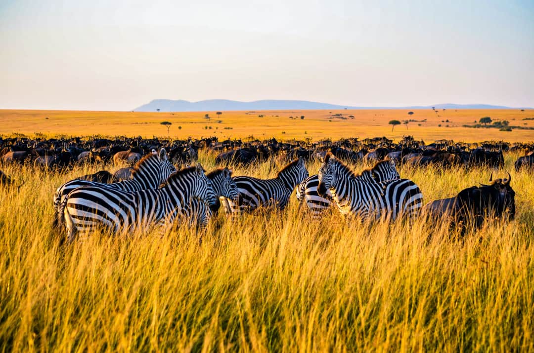3-Day Serengeti Flight Safari Package photo 3