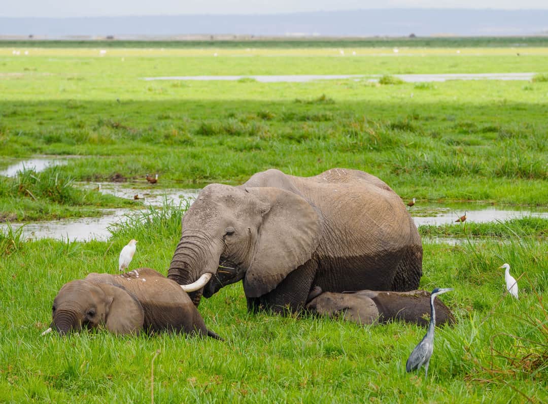 10-Day Kenya and Serengeti safari photo 1