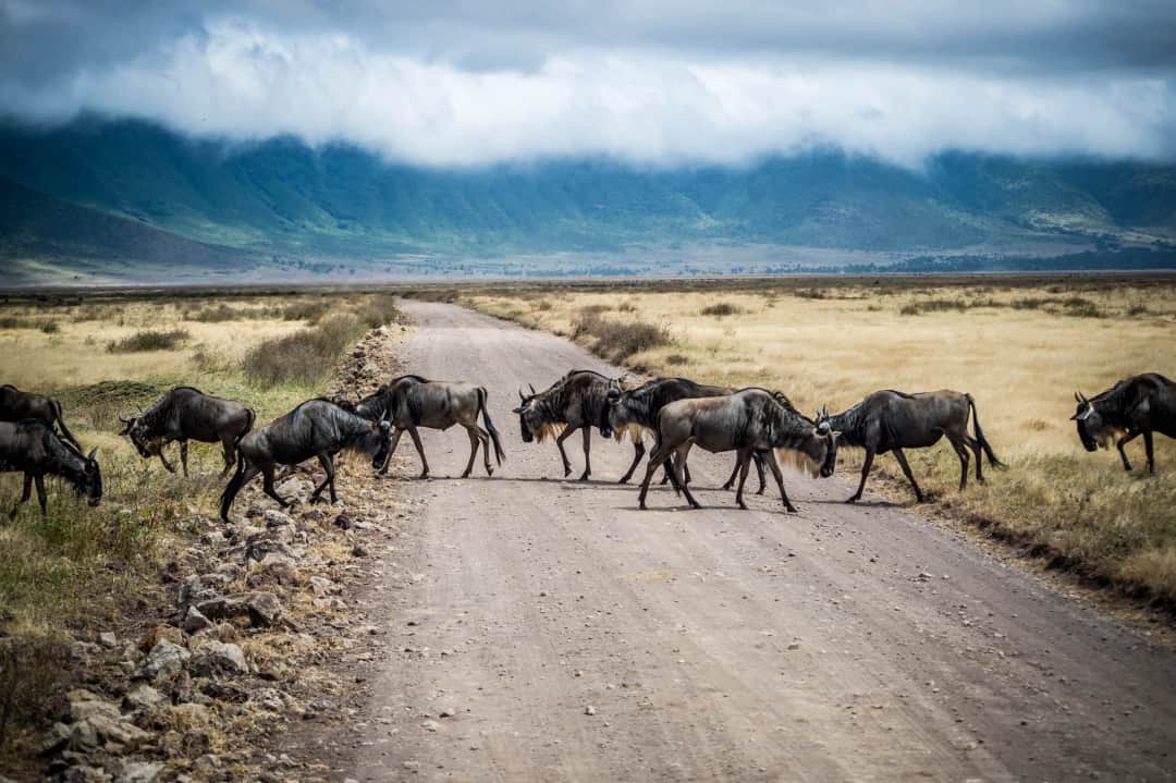 Ngorongoro Crater