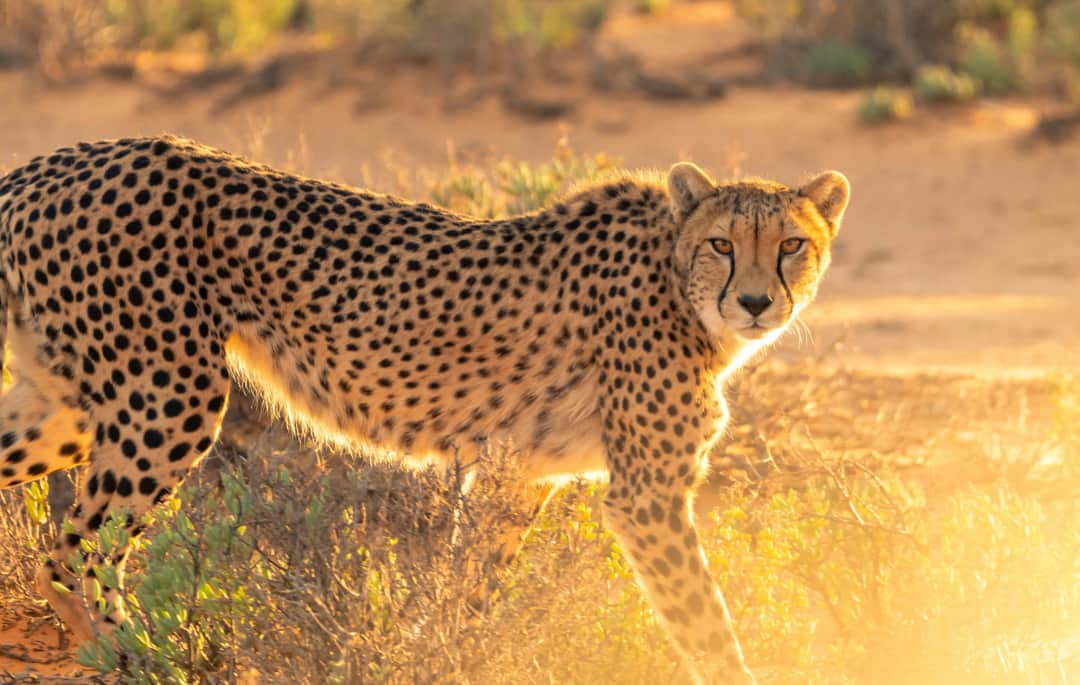 5-Day Classic Northern Tanzania Safari