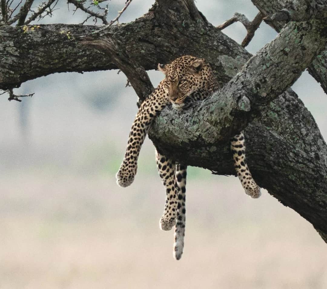 Sentio Safari photo 24