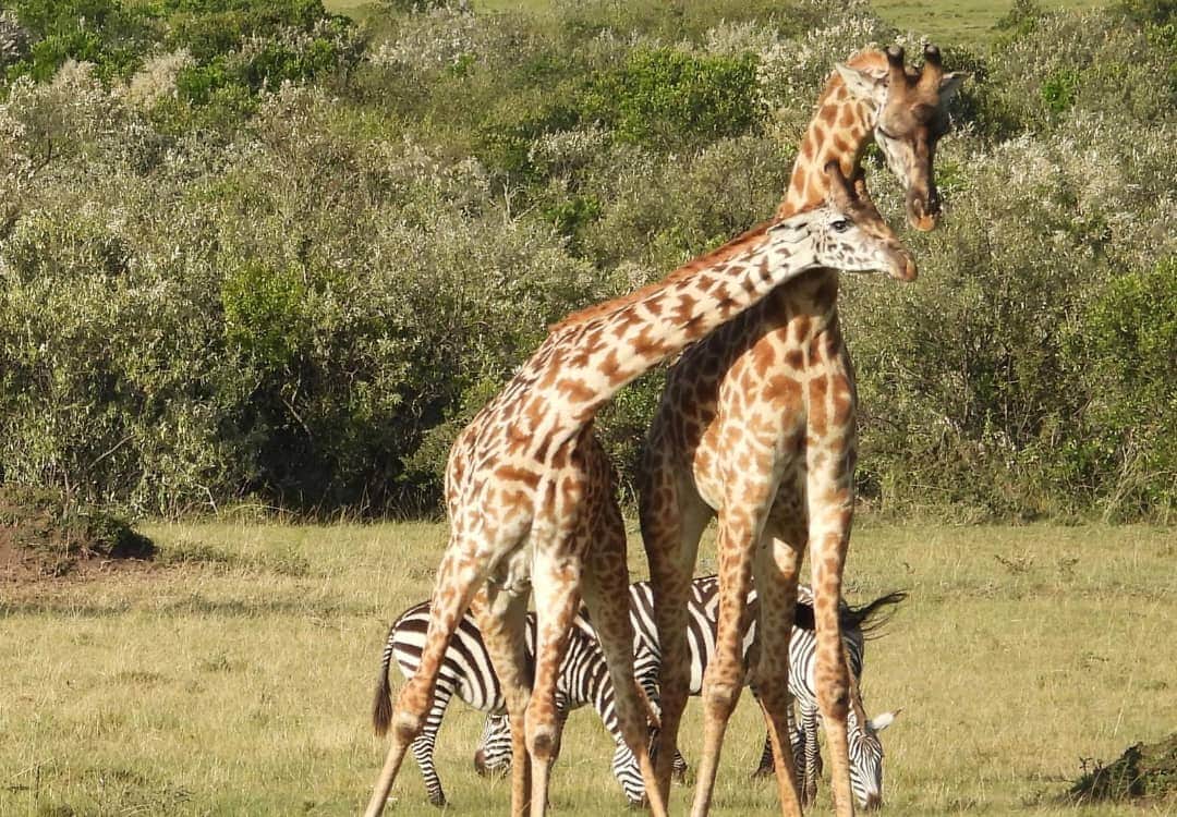 Glimpse of Tanzania Safaris photo 4