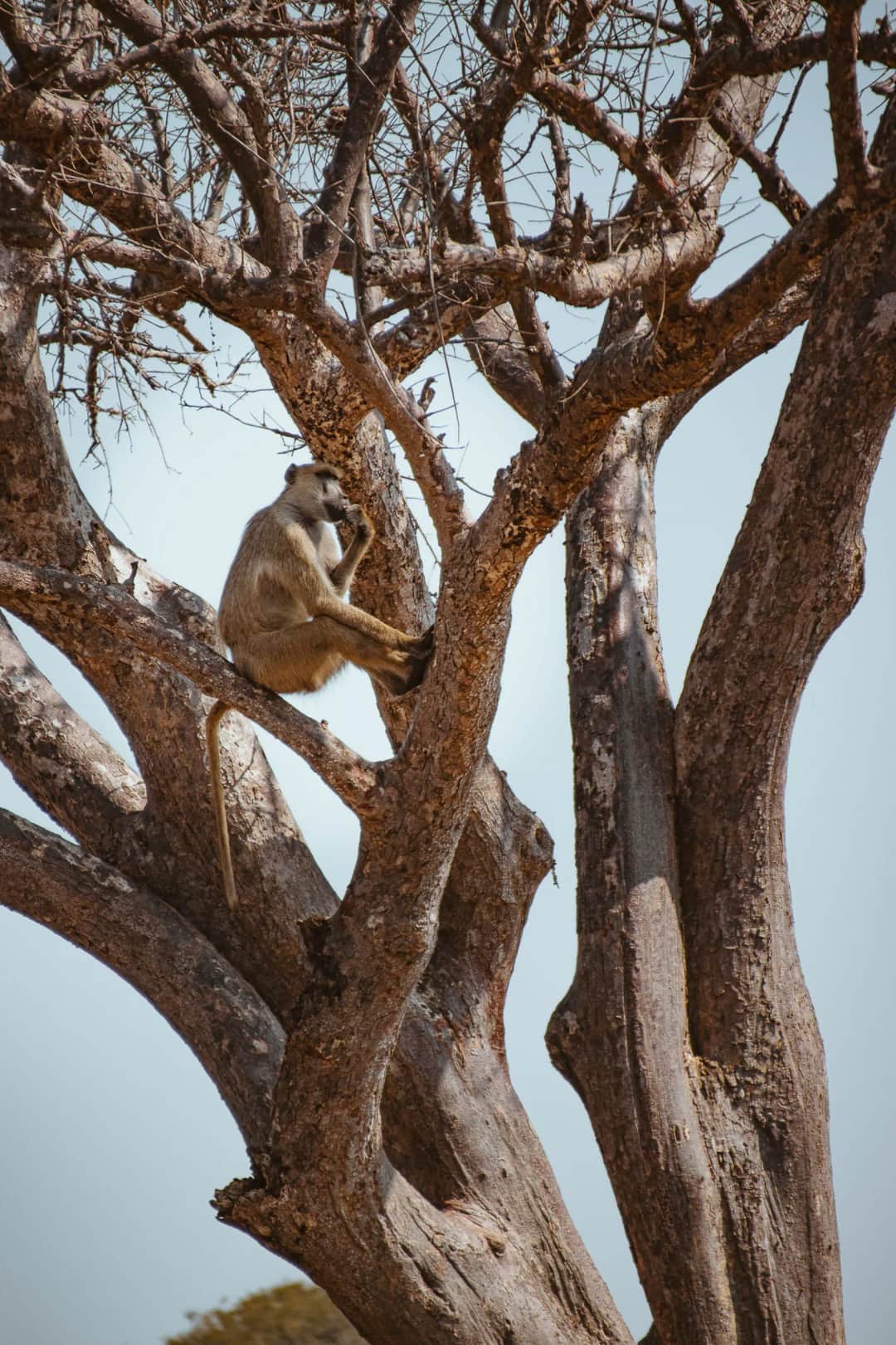 Lake Manyara National Park Game Drive to Arusha