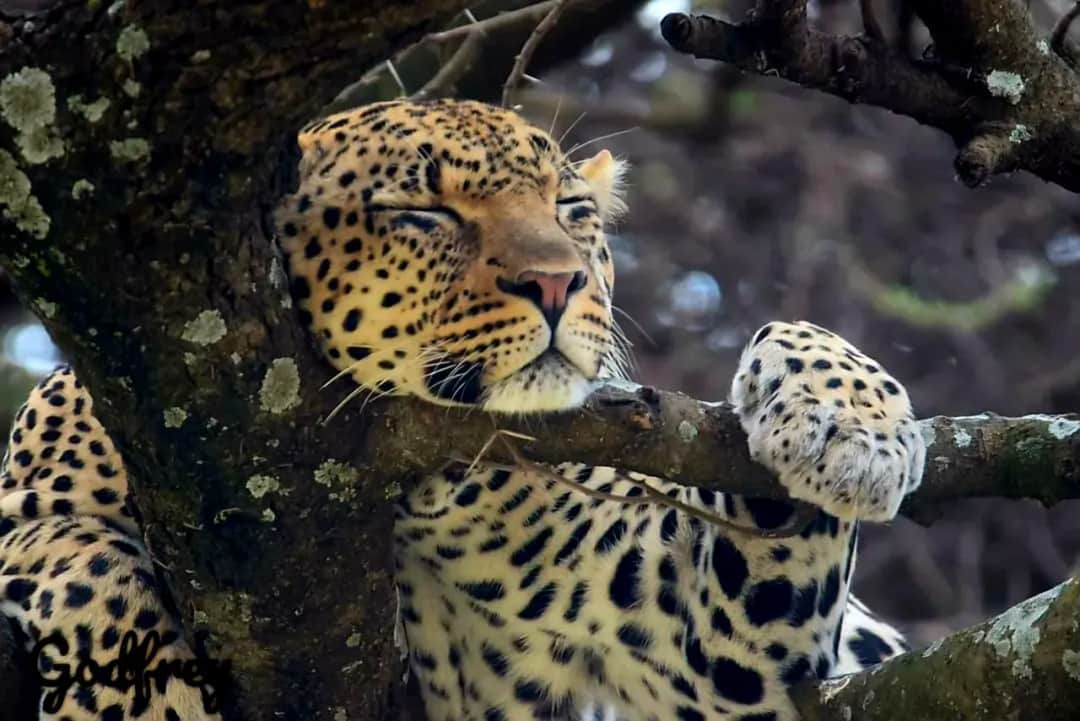 1-Day Ngorongoro Day Trip Safari photo 1