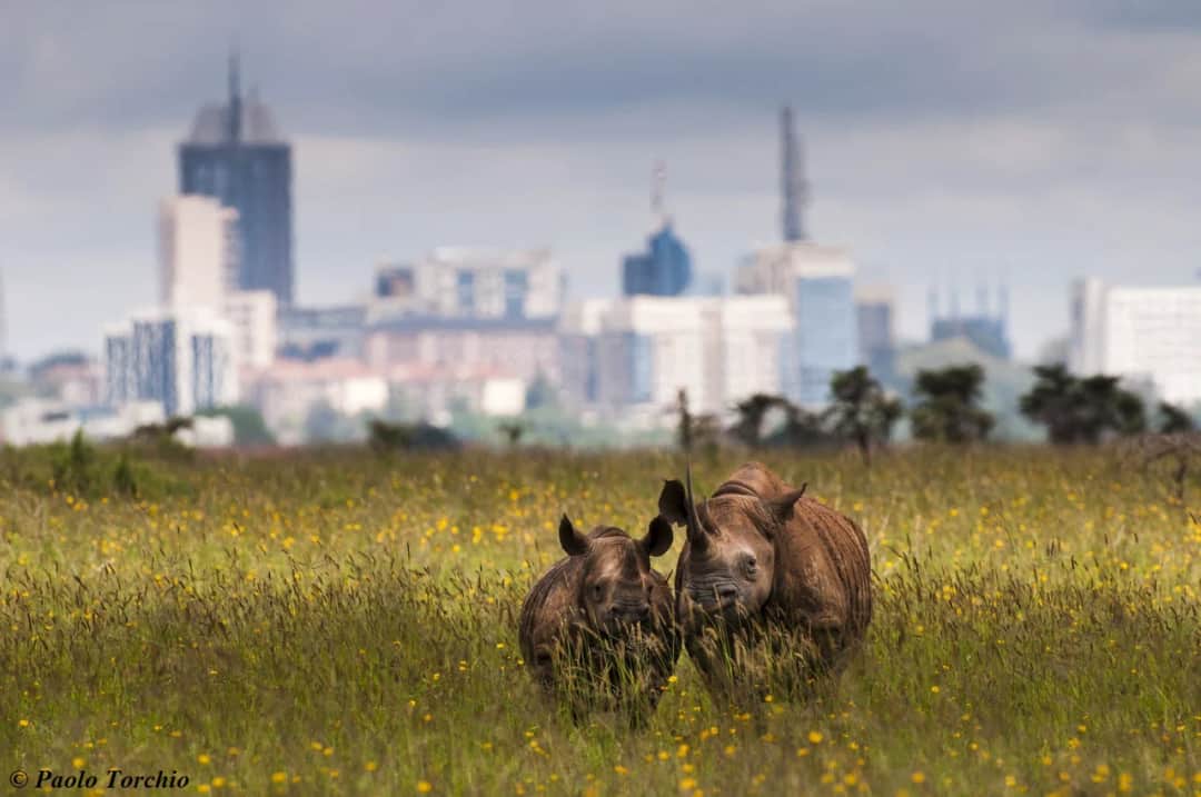 1-Day Nairobi National Park Group Tour photo 4