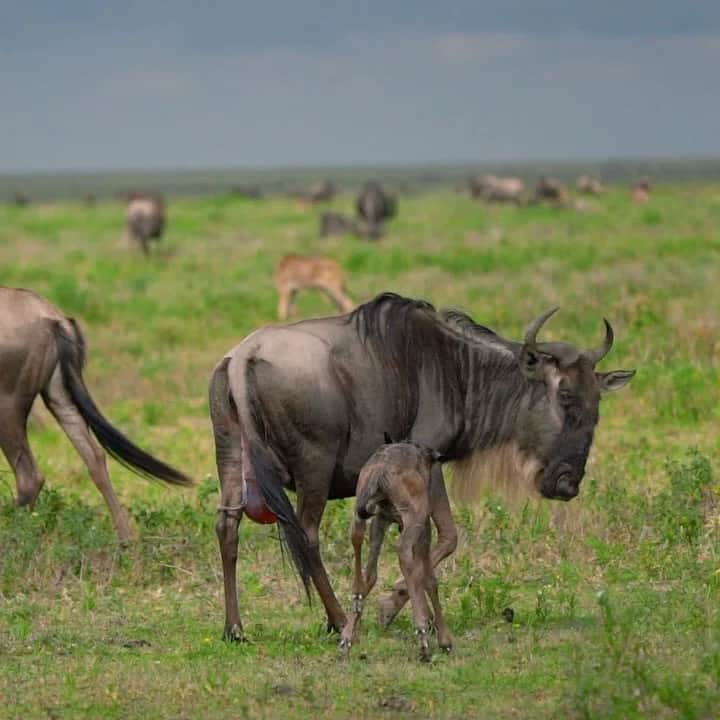 BEN’S AFRICAN SAFARIS photo 5