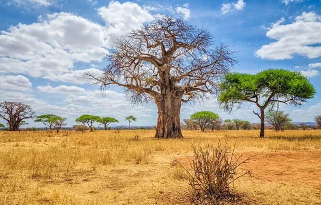 1 giorno di safari a Tarangire