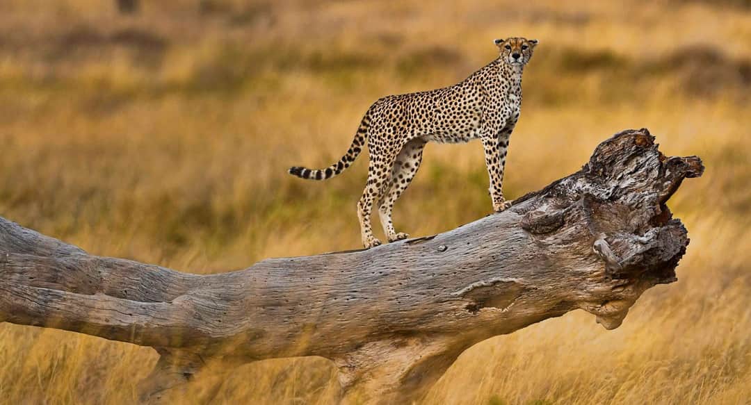 Full-Day Serengeti Wildlife Experience
