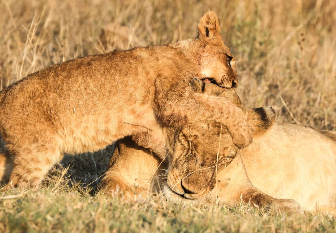 12-Day Kenyan Safari With Beach Escape photo 5
