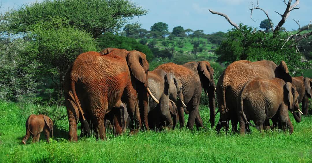 3-Day Tarangire Ngorongoro & Lake Manyara National Park photo 1