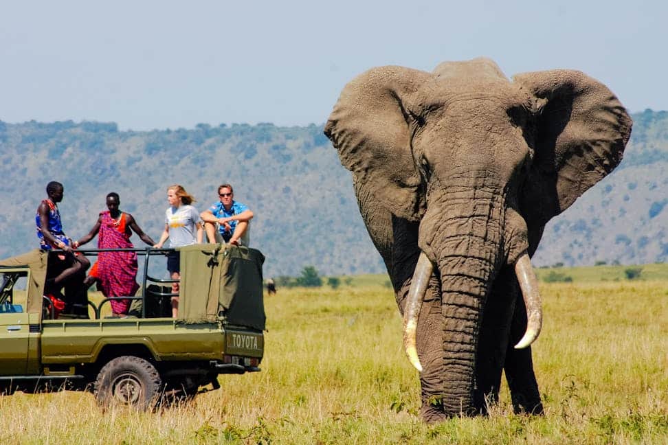 Lake Naivasha to Amboseli, Afternoon Game Drive