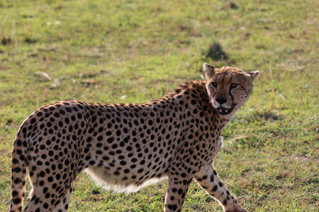 Masai Mara National Park