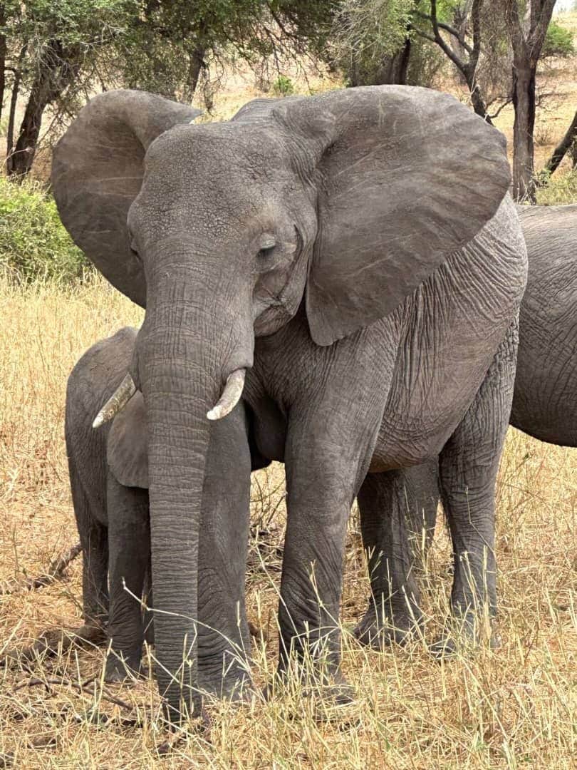Arusha to Tarangire National Park