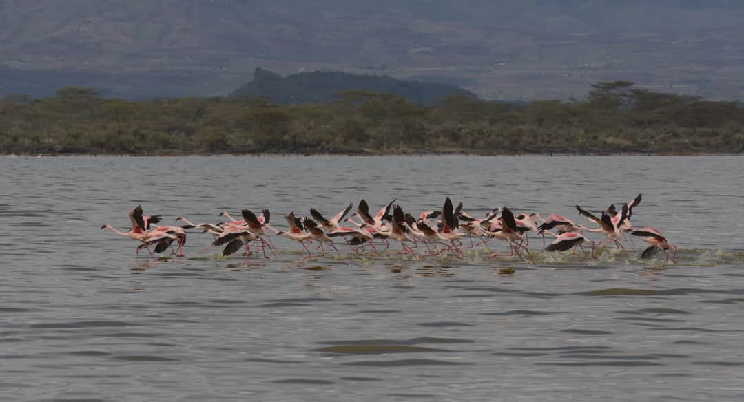 Lake Nakuru National Park