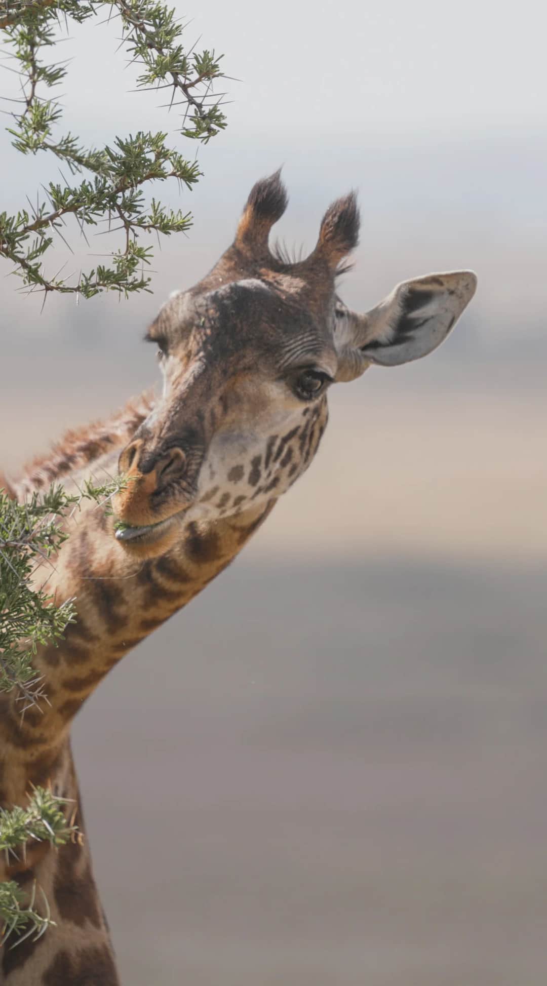 Sentio Safari photo 25