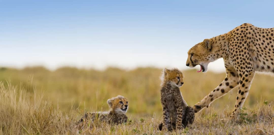 Serval Adventure photo 2