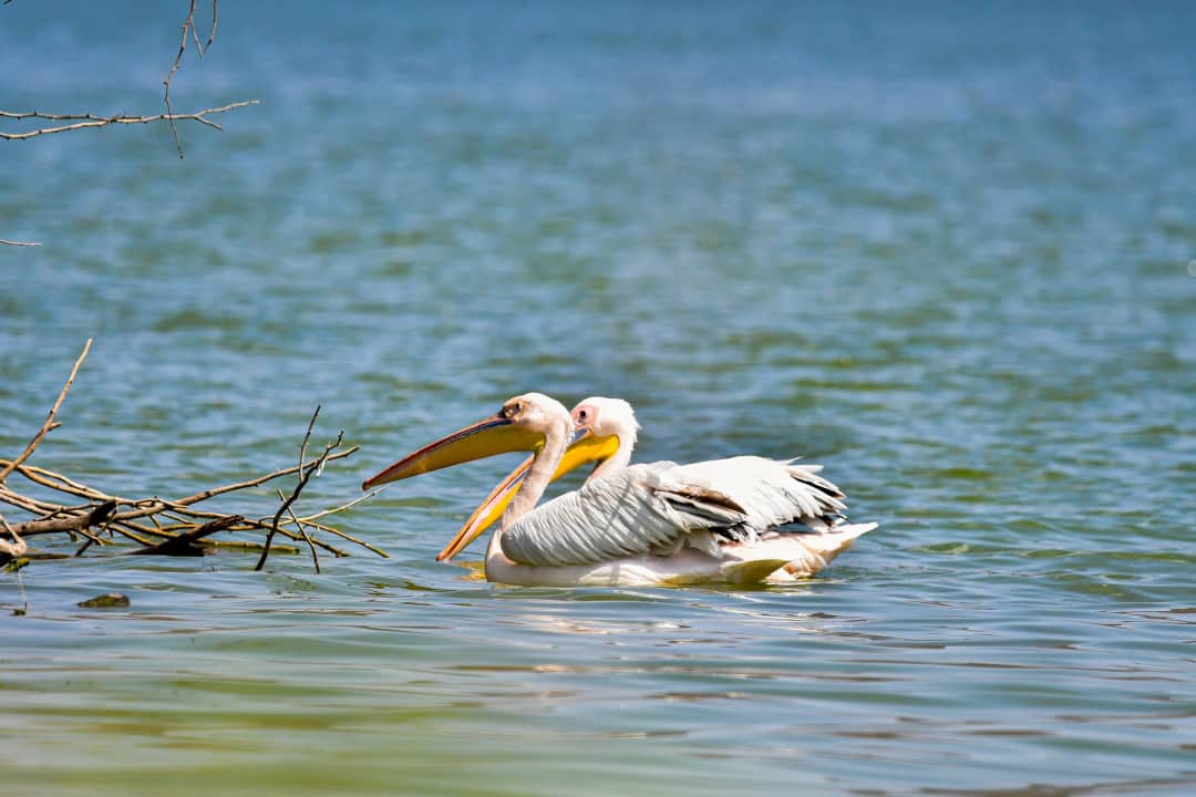 Lake Naivasha