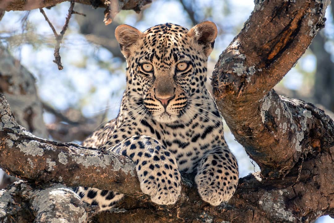 Serengeti Game Drive & Return to Arusha