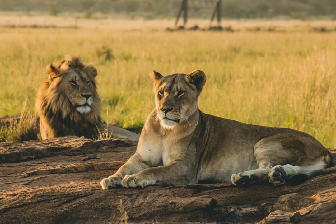 3-Day Tarangire, Ngorongoro & Manyara Group Safari