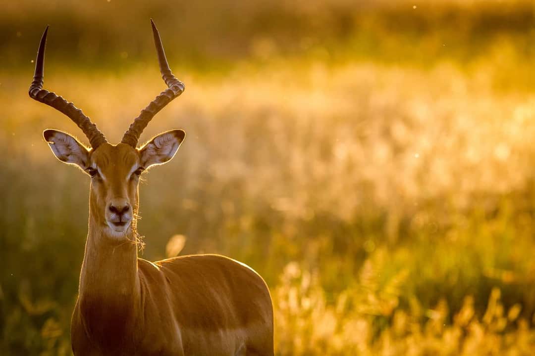 Nature Pulse Expeditions photo 14