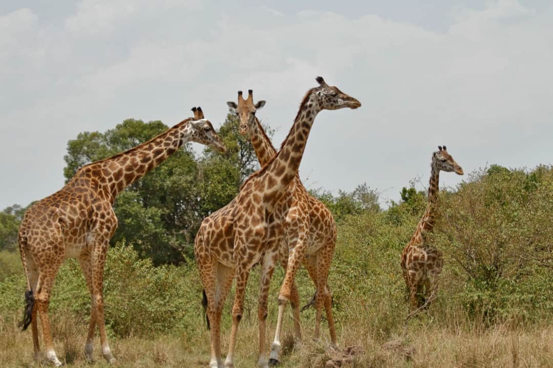 4-Day Masai mara and Lake Nakuru National Park photo 3