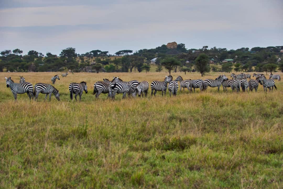 7-Day Serengeti Migration Experience