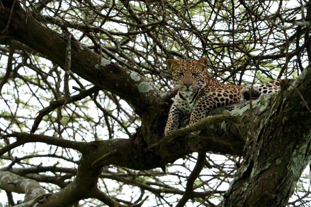 7-Day Northern Tanzania Honeymoon Mid Range Safari photo 9
