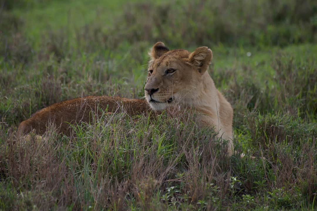 10-Day Kilimanjaro Climb & Tanzania Safari photo 4