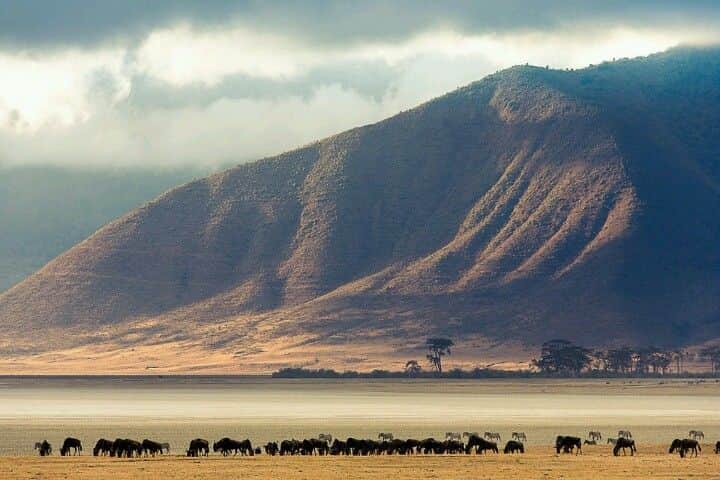 7 Day Kenya Tanzania Safari Amboseli Serengeti Ngorongoro photo 4