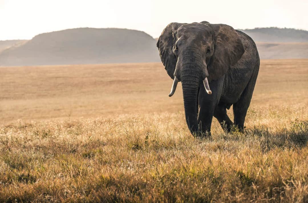 5-Day Tanzania Wild Adventures to the Lakes and Parks