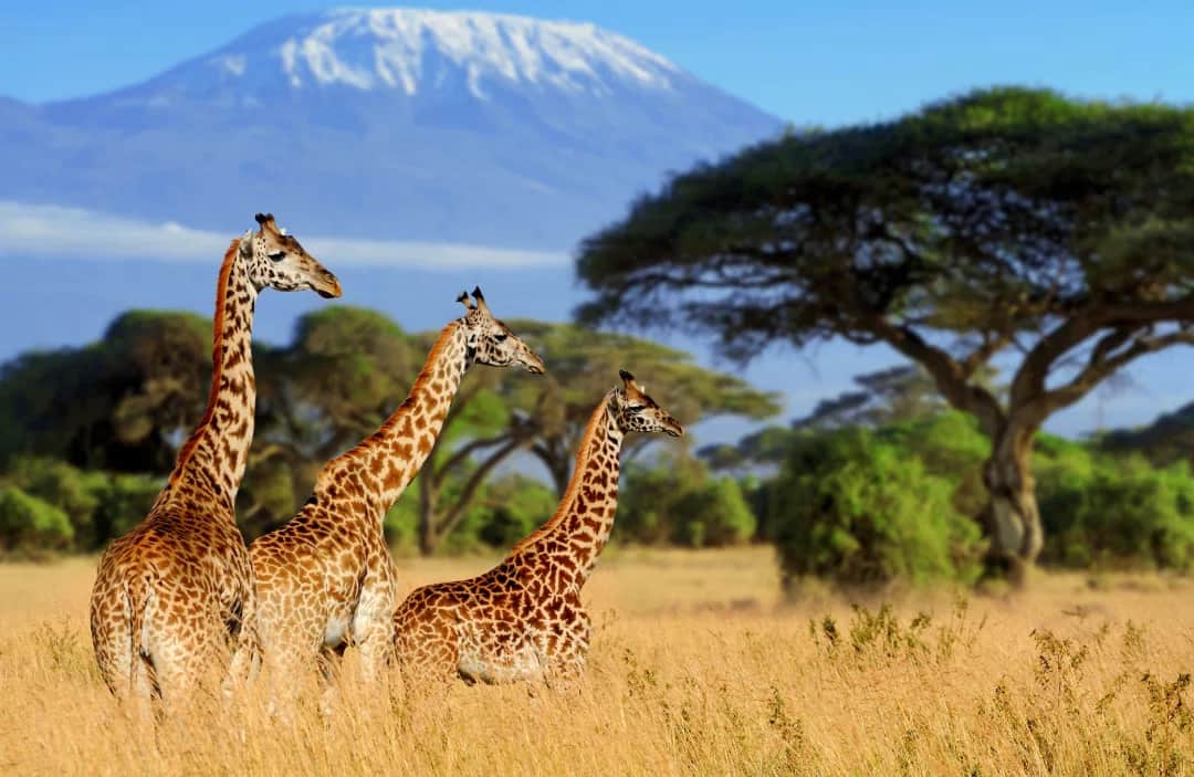 Sentio Safari photo 14