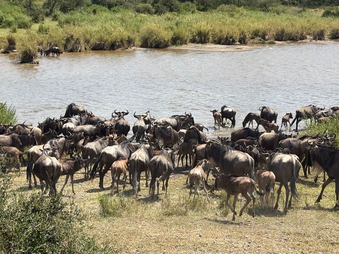 4-Day Tarangire Serengeti & Ngorongoro Crater photo 1