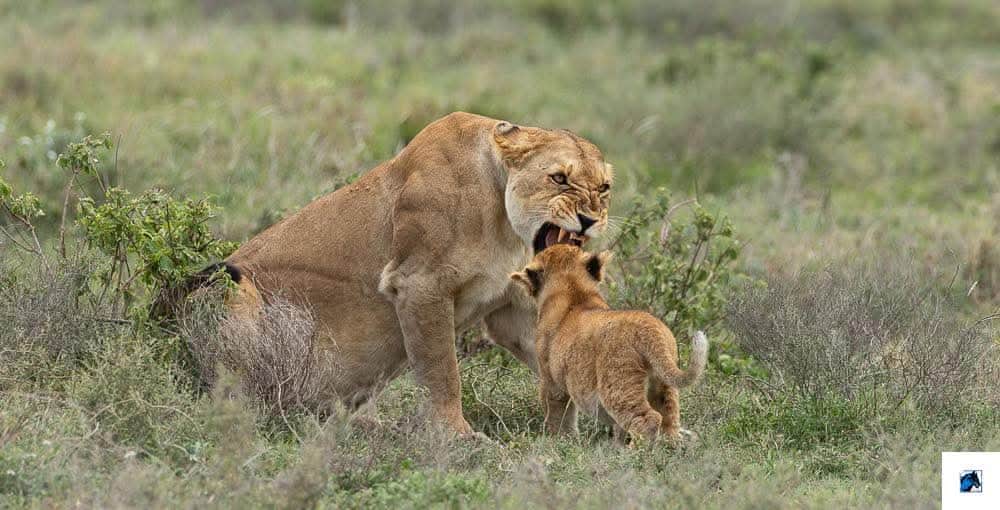 Glimpse of Tanzania Safaris photo 1