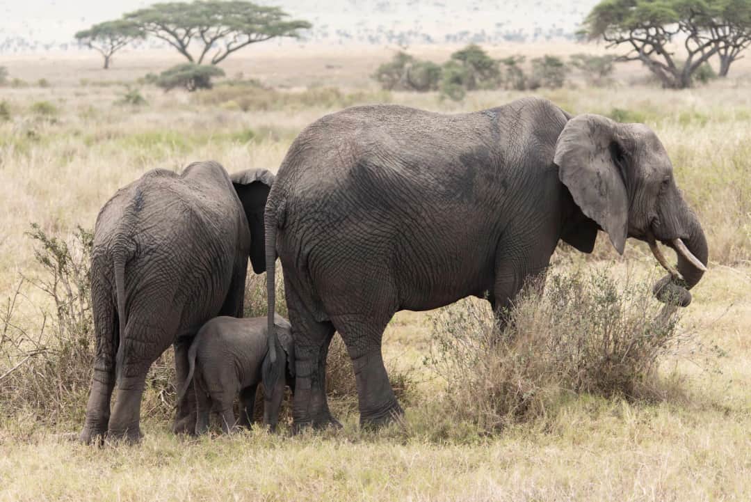 Serengeti National Park