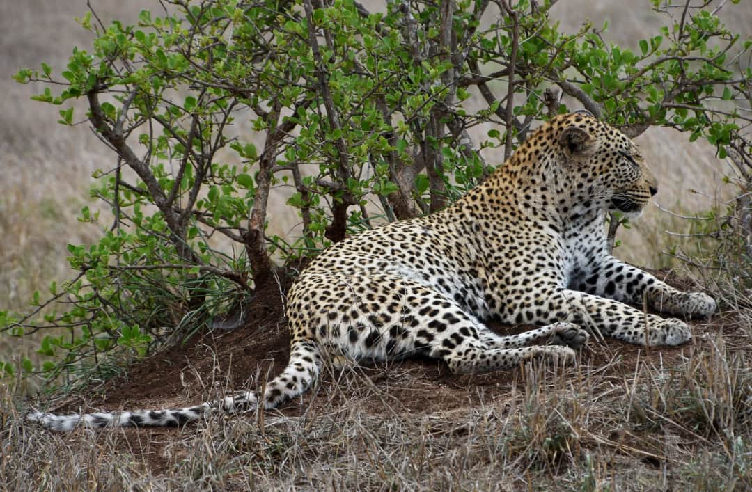 Arusha To Tarangire National Park