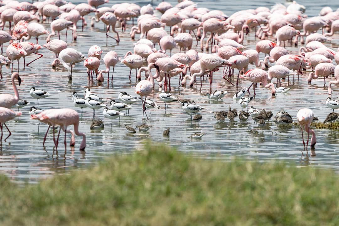Lake Manyara Wildlife Safari & Arusha