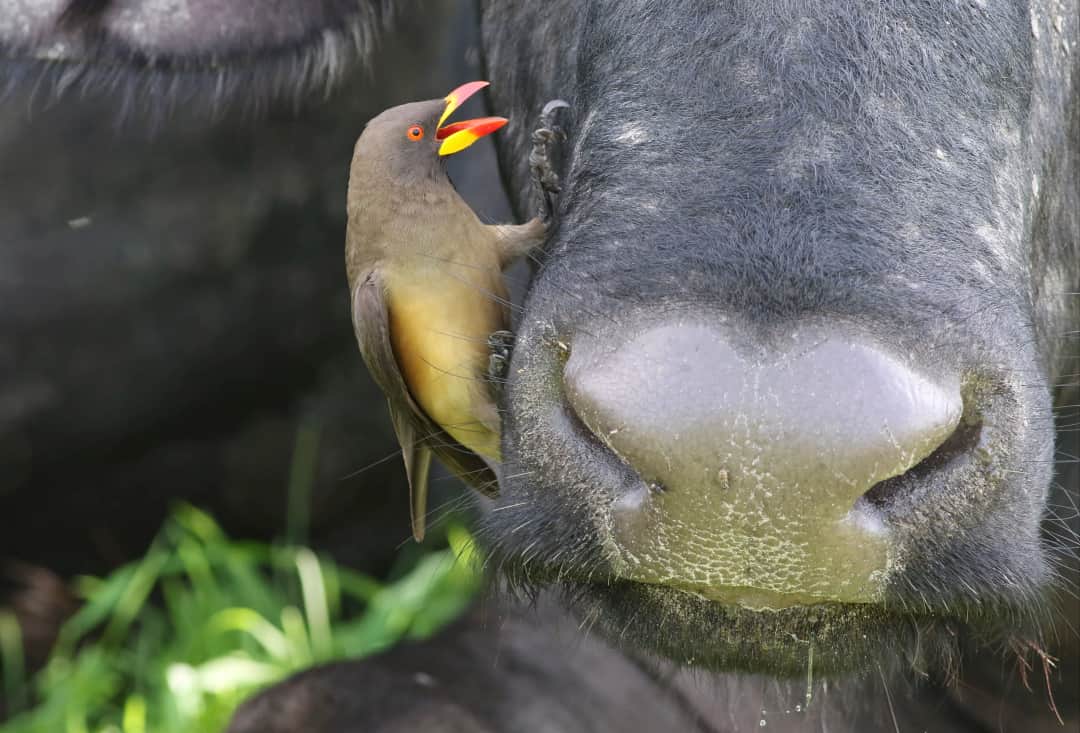 12-Day Kenyan Safari With Beach Escape photo 3