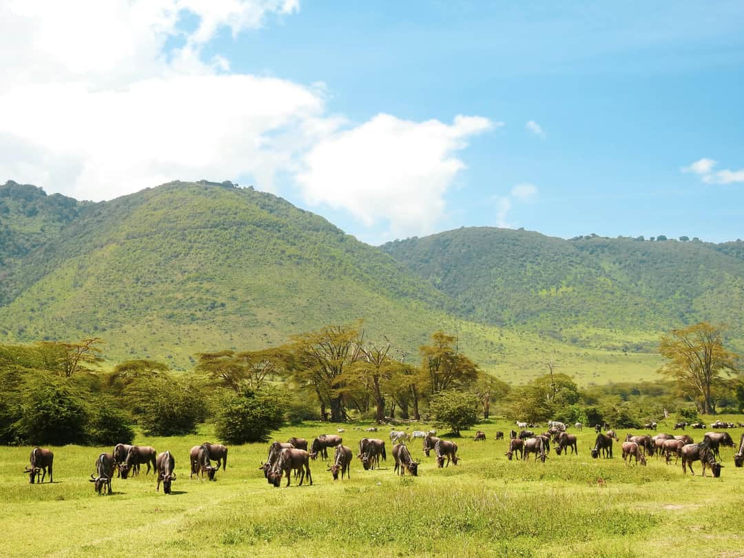 Swahili Safari Escape photo 18